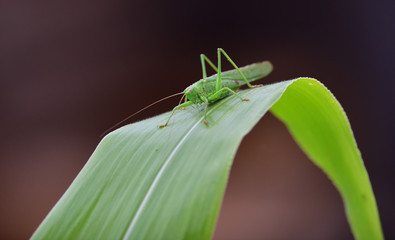 Wall Mural - Great green bush-cricket  crawling on green leaf macro photo