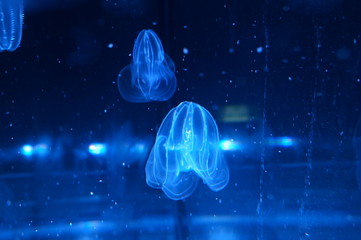 Poster - Jellyfish fantastically floating in the water