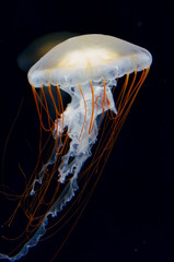 Poster - Jellyfish fantastically floating in the water