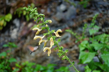 Sticker - Wild flowers in nature