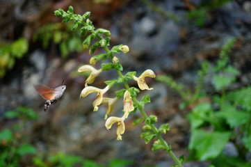 Sticker - plant