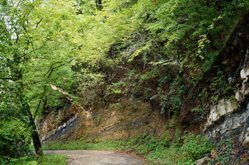 Wall Mural - path in forest