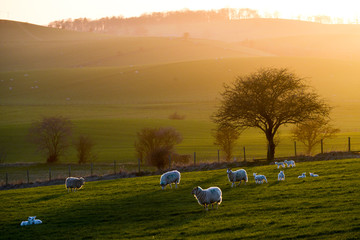 Lambing season