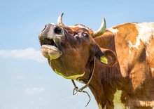 Funny Horned Cow Does Moo With Stretched Neck And Her Head Uplifted.