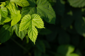 Wall Mural - Bright sunlit green leaves of hop on the dark background