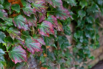 Wall Mural - Colorful dark-red and green leaves of ivy in autumn