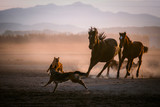 Fototapeta Konie - horse and rider