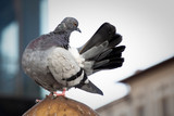 Fototapeta Konie - pigeon on a white background