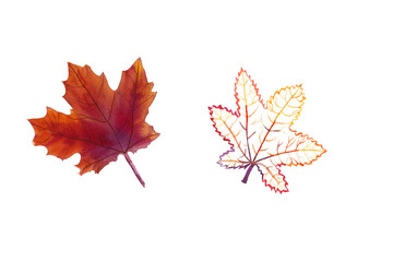 hand-drawn set of watercolor maple leaves: outline of maple leaf in orange, red and purple colors an