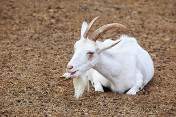 Portrait of goat