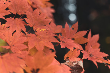 red japanese maple leaf closeup with blur water back ground
