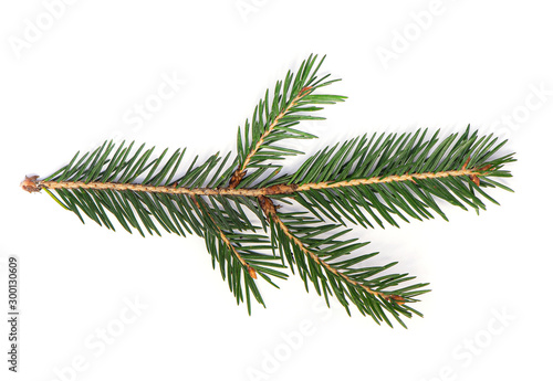 Fotomural Fir Tree Branch, Pine Tree Branch isolated on white Background