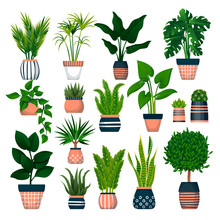 Home Plants In Pots, Isolated On White Background. Vector Flat Cartoon Illustration Of Green Potted Houseplants