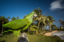 Yellow-crowned Parrot On Little Corn Island