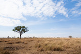 Fototapeta Sawanna - Serengeti National Park landscape, Tanzania, Africa