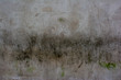 Old concrete wall with green moss sprouted in moist places on its surface