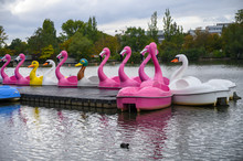 Pink Flamingos, Ducks And Swans  Shape Water Paddle Boats In The Lake