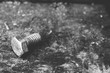 © Éverton Lisbôa - a steel screw on a wooden table