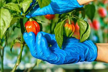 Habanero plant featuring fresh, ripe habanero peppers, ready for picking.