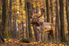 Beautiful Color Background Of Autumn Nature In The Woods With Wild Deer. Fallow Deer, (Dama Dama)
