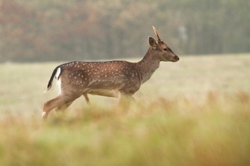 Wall Mural - Young Fallow Deer