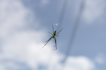 Closeup picture of a medium sized spider with its net, hanging from its net in a garden.