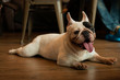 © bzjpan - Young French Bulldog laying on the floor and smiling to its ower.