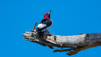 Wall Mural - A Red-headed Woodpecke perched on a tree limb.