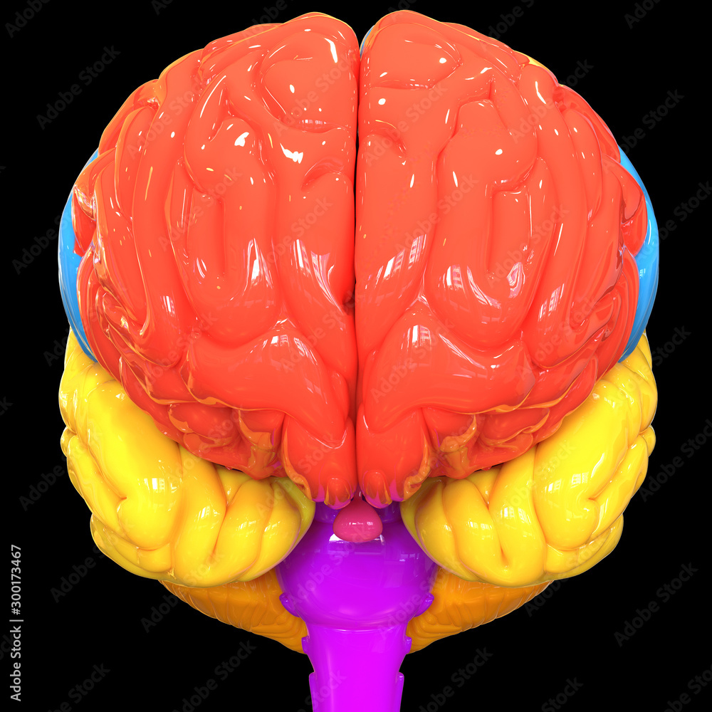 Central Organ of Human Nervous System Brain Lobes Anatomy Anterior View ...