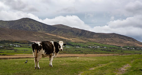 Wall Mural - Dairy cow grazing in an open field in the  Dingle peninsula on the west coast of Ireland