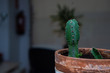 cute cactus in office pot