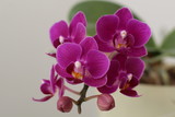 Fototapeta Storczyk - beautiful Miniature Moth Orchid Phalaenopsis flower close-up