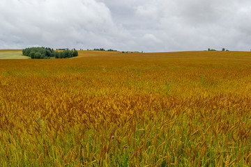 Field with yellow ears of corn