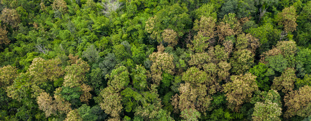 Wall Mural - Aerial top view of forest texture background view from above