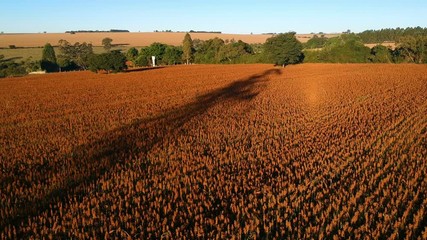 Wall Mural - Aerial view of red sorghum field in Brazil