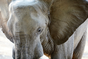 Elephant in Mana Pools National Park, Zimbabwe