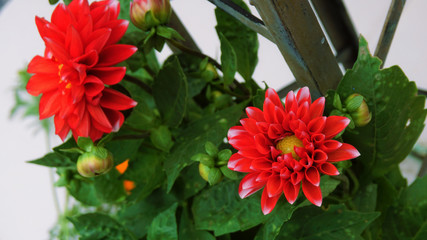 Red flowers