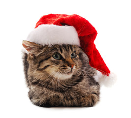 Canvas Print - Little gray kitten in Santa's hat.