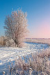 Winter field landscape, tree and dry grass, beautiful blue and pink morning sky