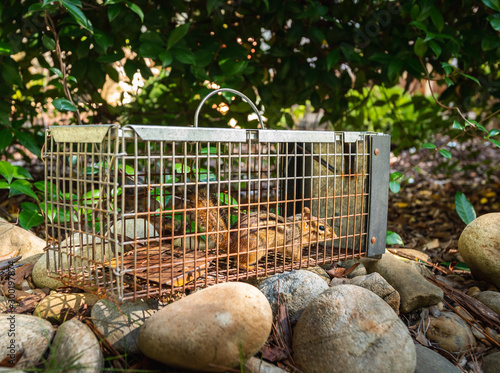 Chipmunk in live humane trap. Pest and rodent removal cage. Catch and release wildlife animal control service.