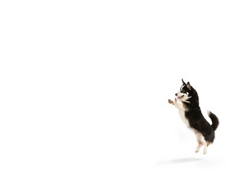 Welsh corgi jumping isolated on white. Copy space, isolated on white.