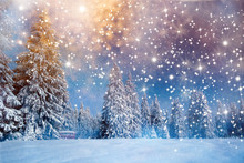 Majestic Winter Landscape With Snowy Fir Trees.  Winter Postcard.