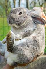 Wall Mural - A dwarf grey rabbit held in arms