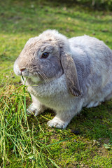 Wall Mural - a dwarf grey rabbit spots on grass 