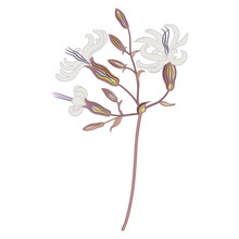 Isolated Vector Illustration. Branch Of White Campion Flower. Silene Latifolia. 