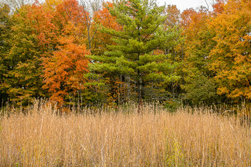 Wall Mural - a glorious autumn day in late october.