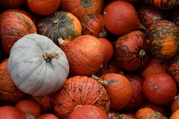 pumpkins and gourds. decorative, dining, fodder pumpkin varieties of different colors. different var