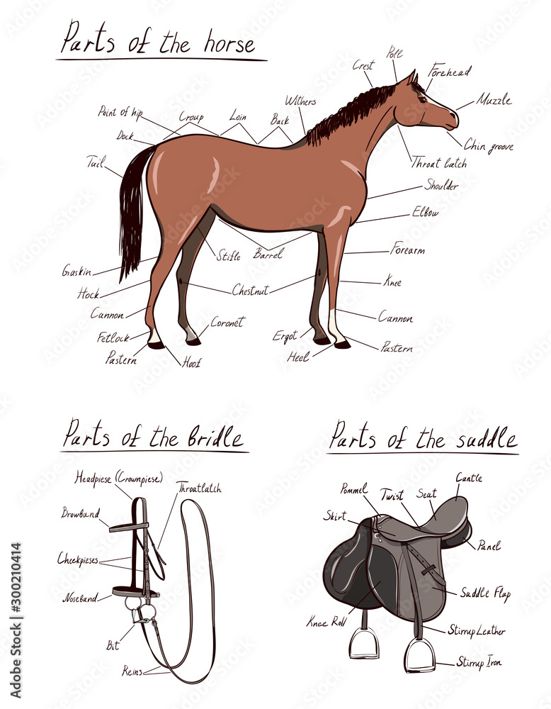 Parts of horse, saddle, bridle set. Equine anatomy. Equestrian 