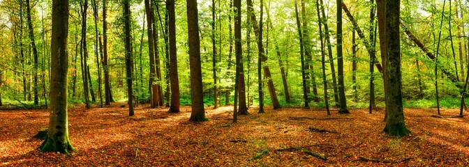 Panorama of a bright forest with big trees, a lot of autumn leaves on the forest floor and sunlight in the background