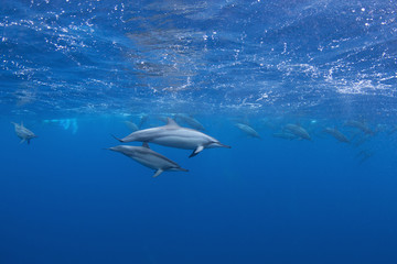 Poster - spinner dolphin, stenella longirostris, Mauritius island